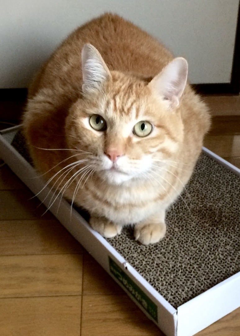 パクチー元居た場所に帰る